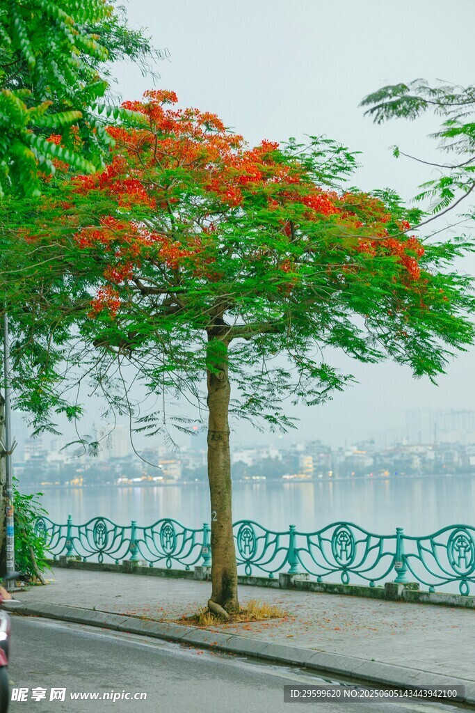 路邊盛開的艷麗紅花樹