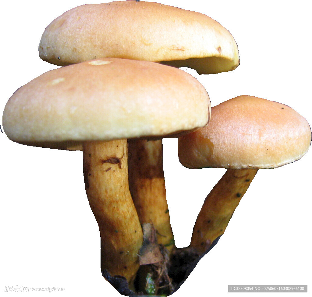 三株蘑菇特寫(xiě)