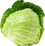 新鮮圓白菜