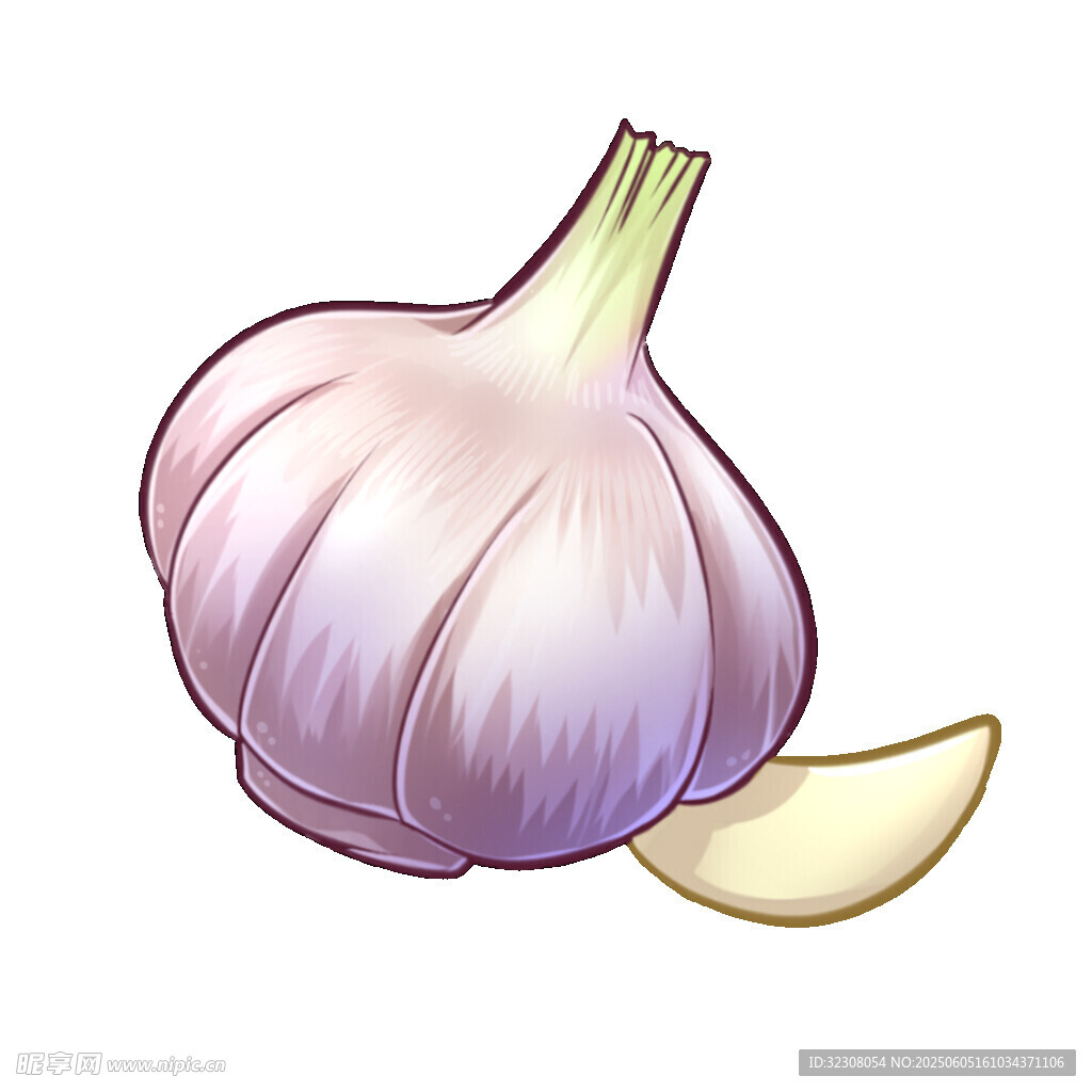 紫皮大蒜插畫