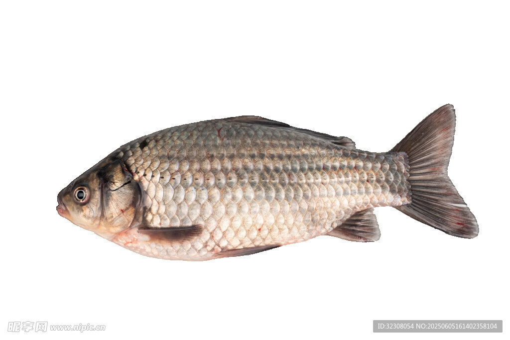鮮活鯉魚(yú)展示