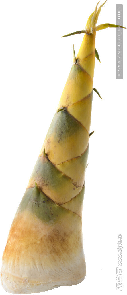 鮮嫩竹筍特寫