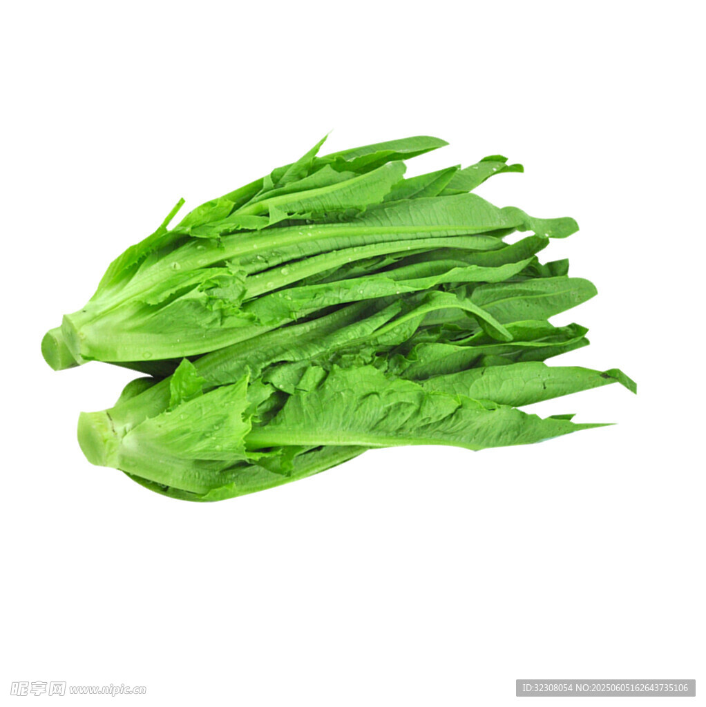 新鮮油麥菜