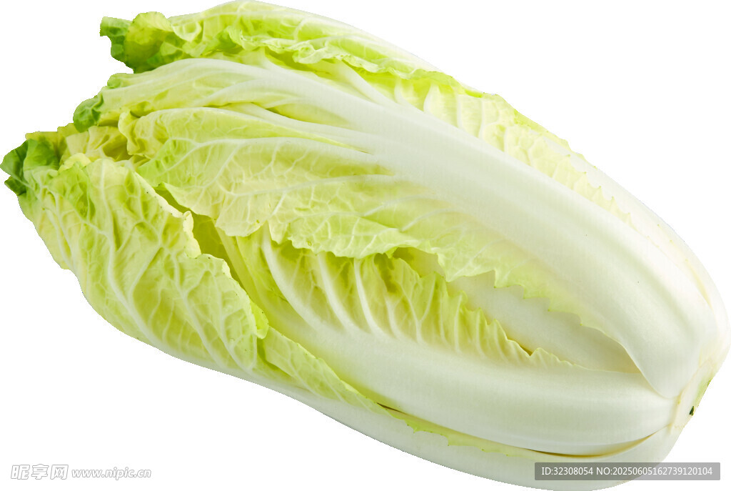 新鮮大白菜