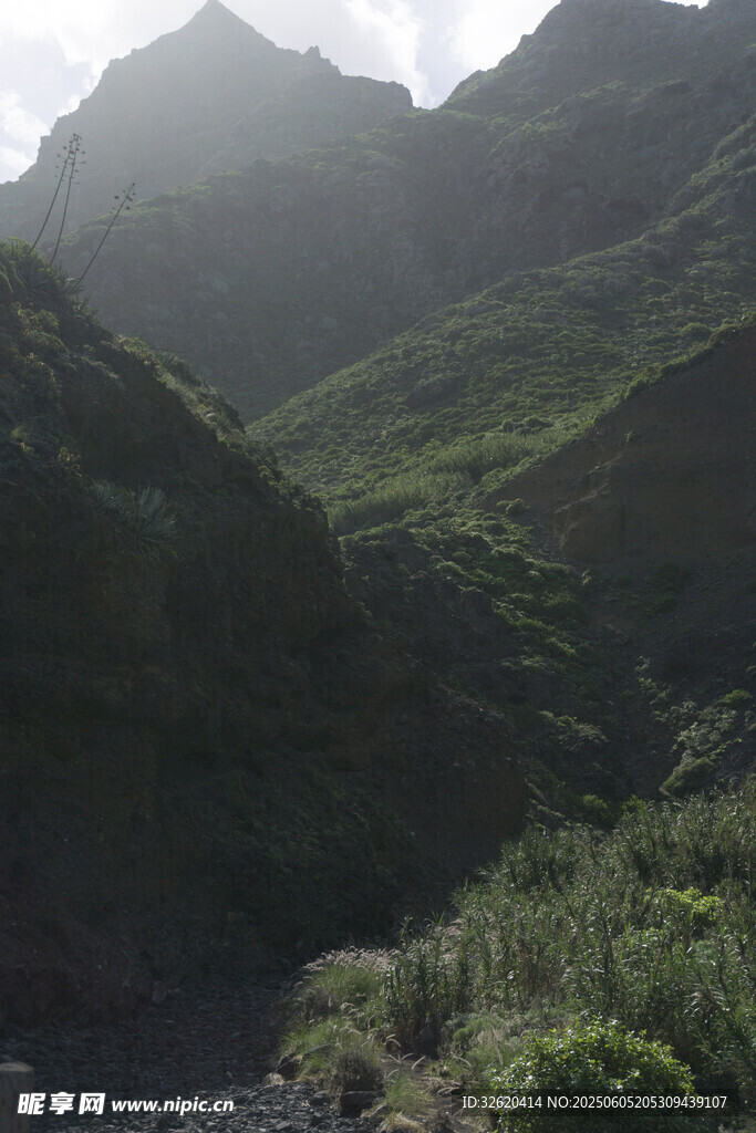青山 植被
