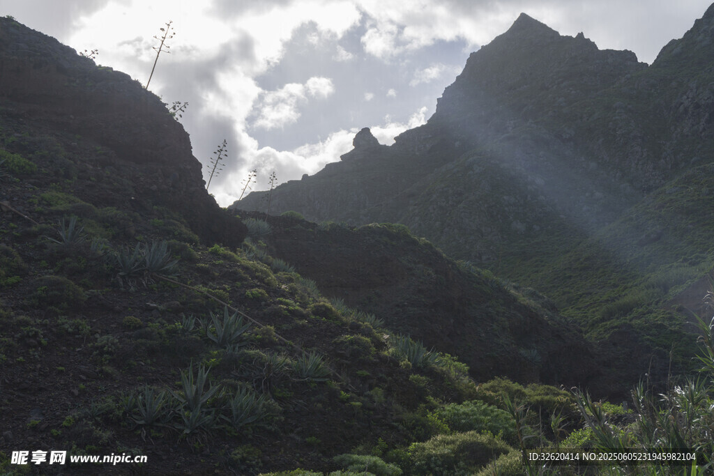 青山 植被 