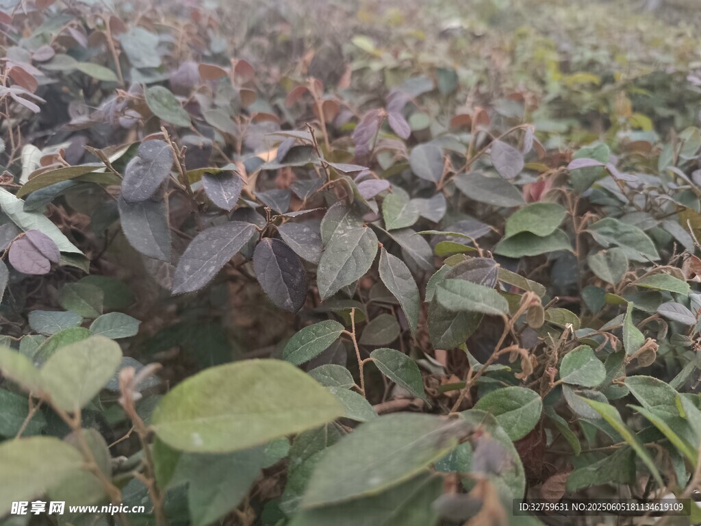 紫葉
