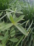 植物