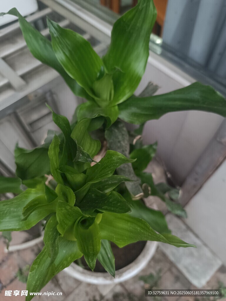 綠植