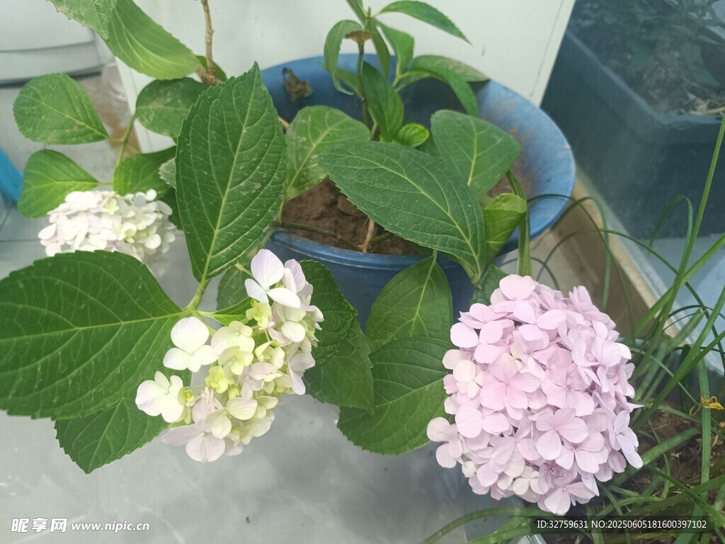 繡球花