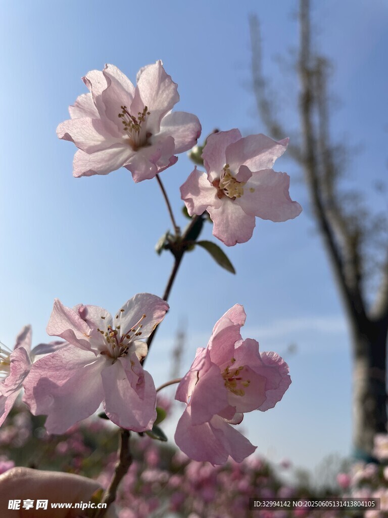 桃花