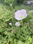 小花