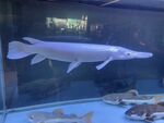 銀魚(yú)
