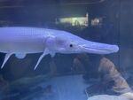 魚(yú)