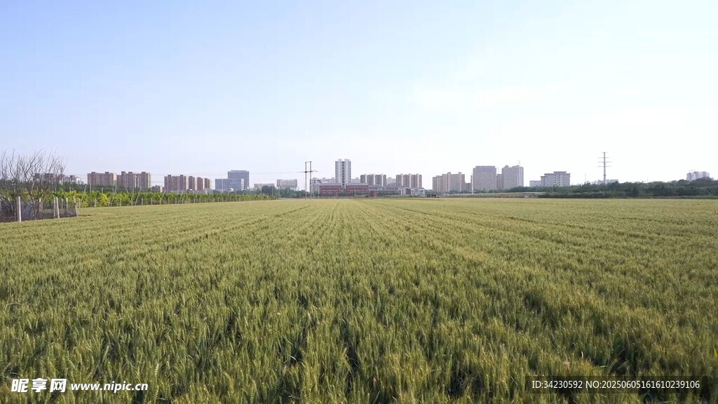 小麥地
