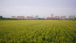 小麥