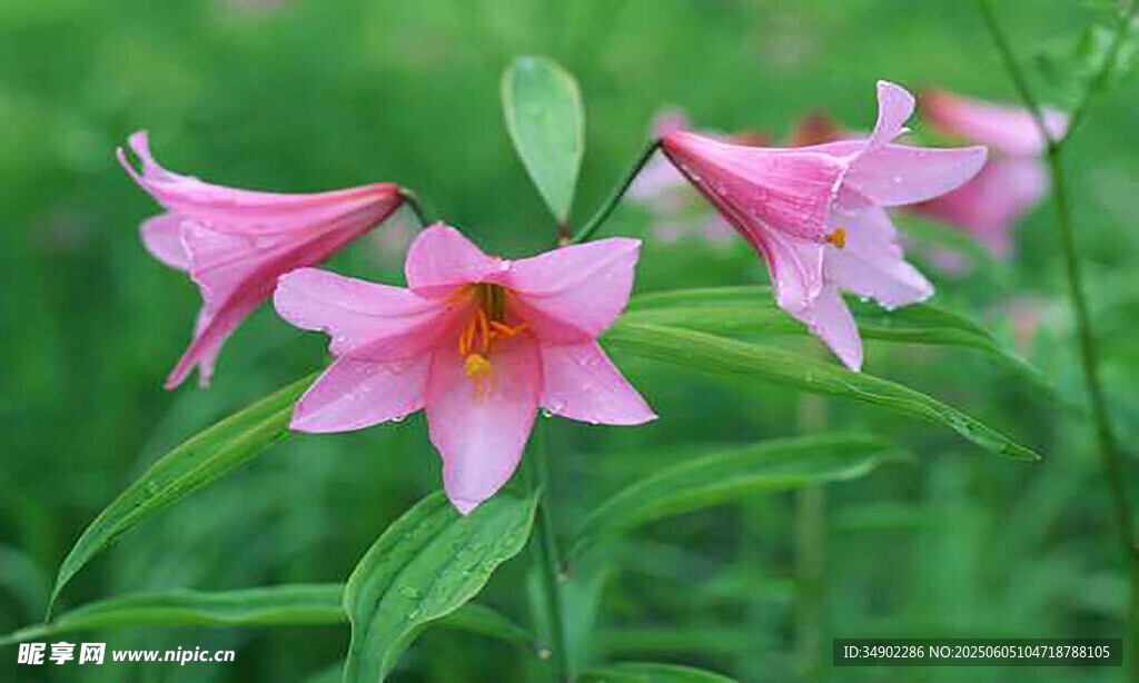 粉色百合花綻放于綠葉間