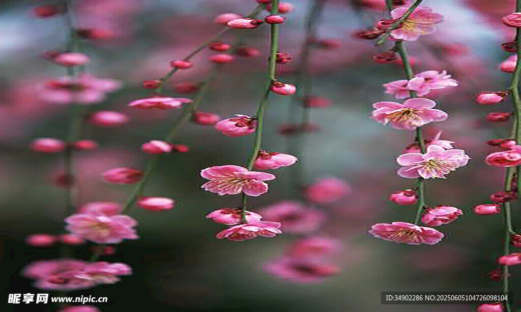 粉色垂吊花朵清新景致