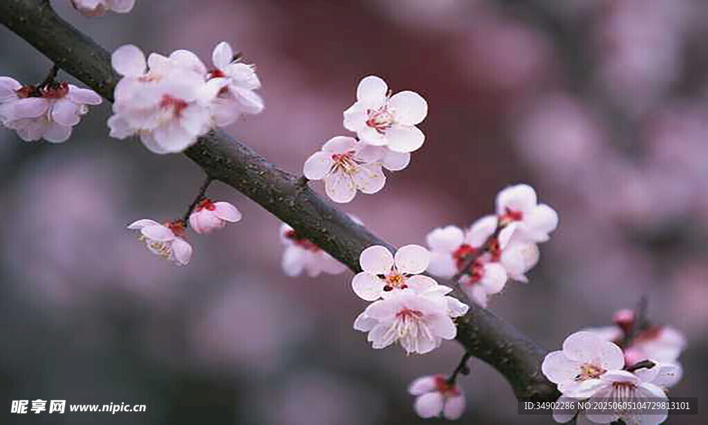 枝頭綻放的粉嫩梅花