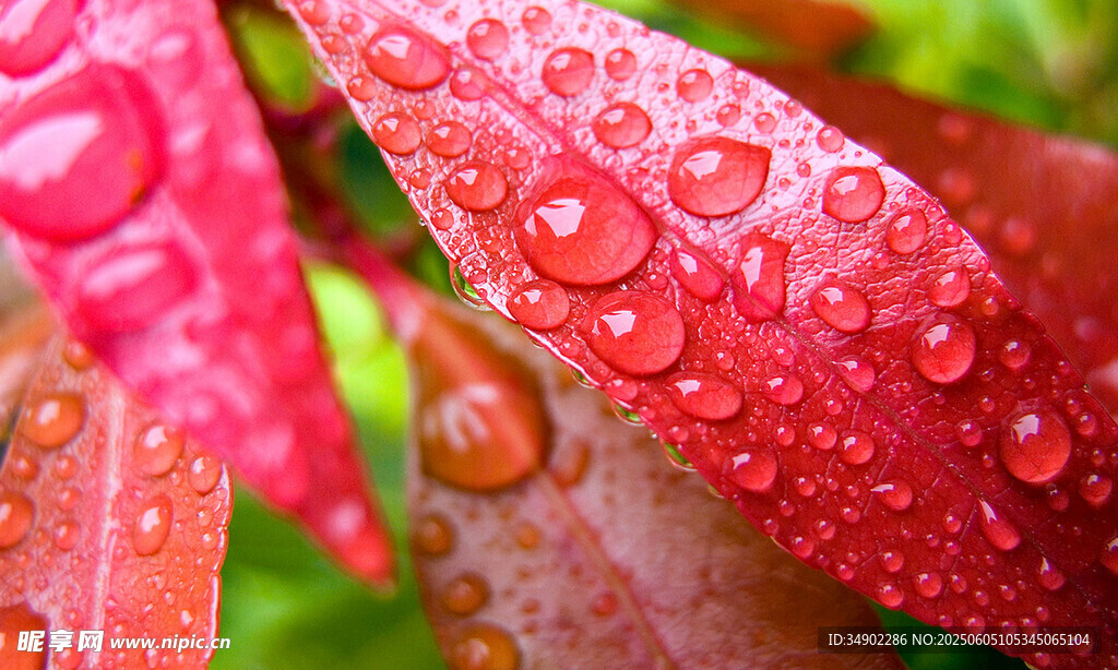 帶露紅葉