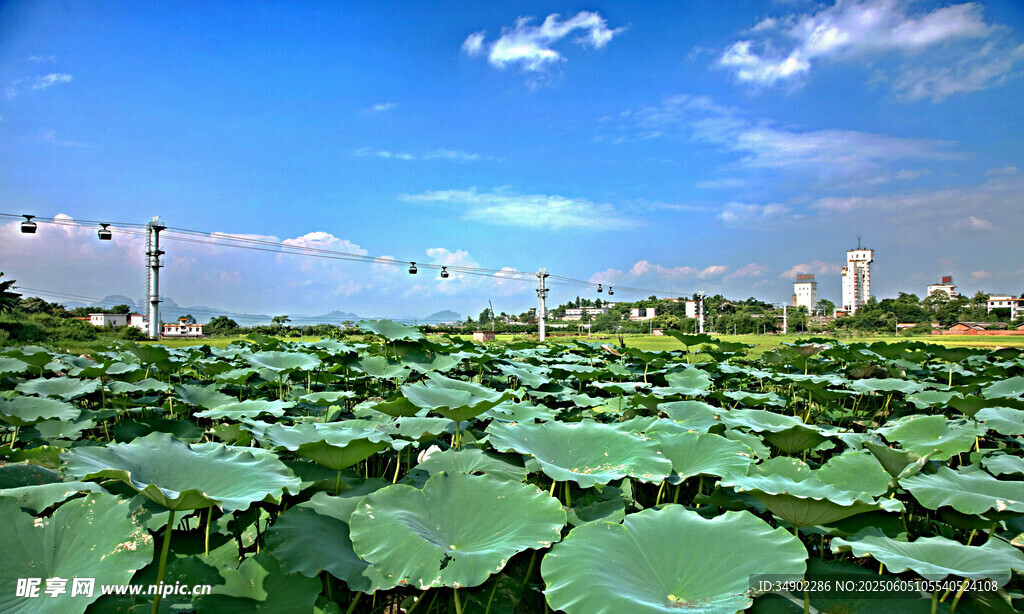 夏日荷塘美景