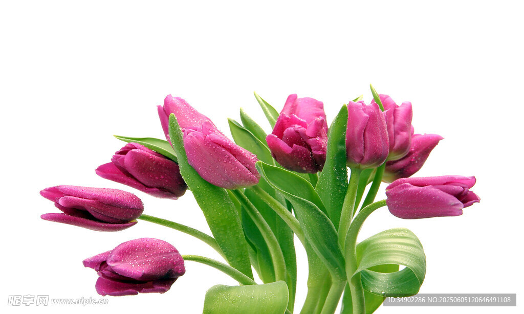 美麗紫郁金香花束