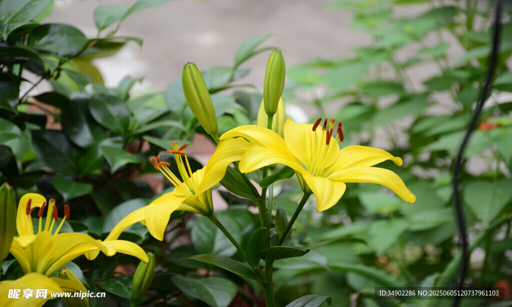 綻放的黃色百合花