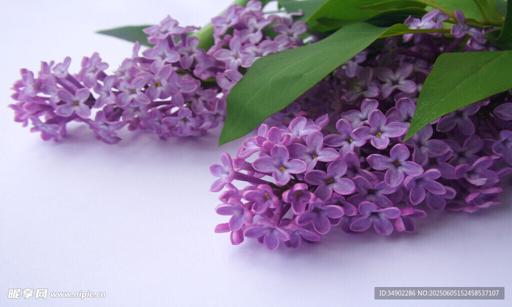 紫丁香花朵特寫