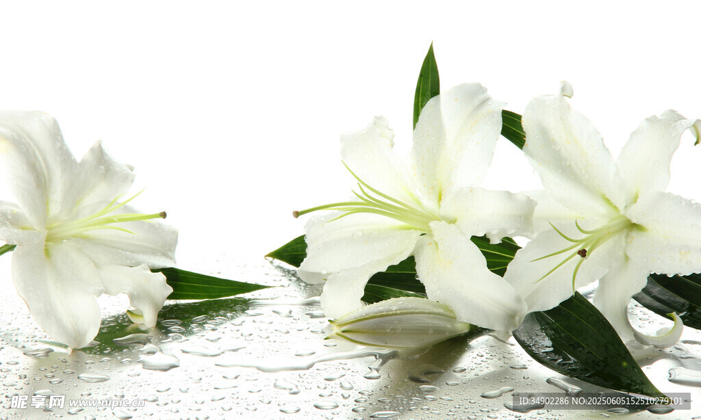 潔白百合花綻放