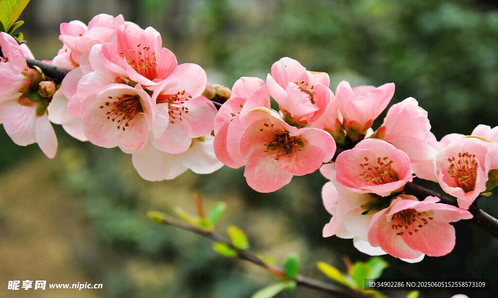 粉嫩桃花枝上綻