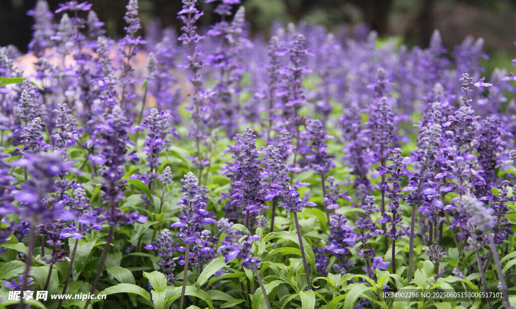 紫色鼠尾草花海美景
