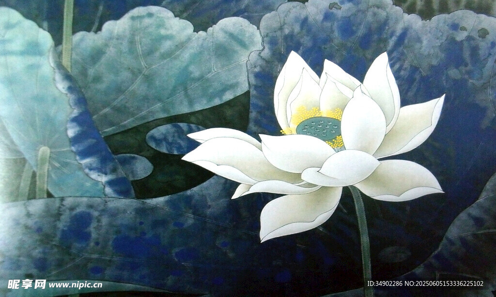 水中白蓮花綻放
