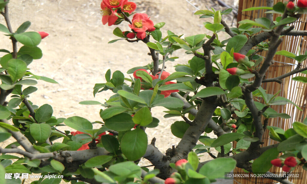 枝頭綻放的鮮艷紅色花朵