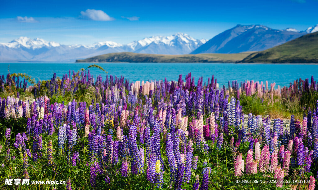 湖畔紫色魯冰花美景