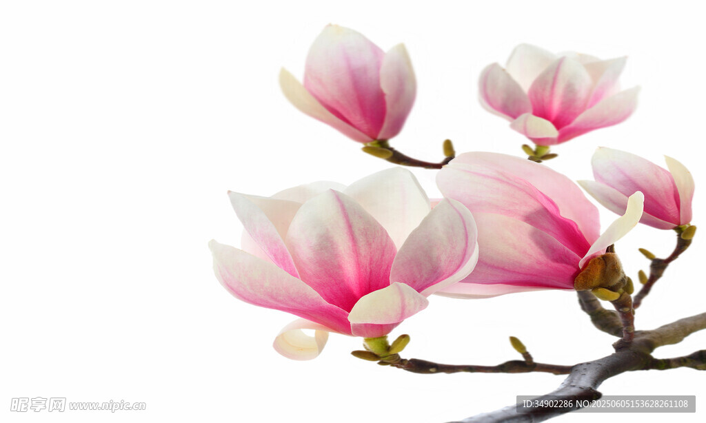 粉白玉蘭花枝綻放
