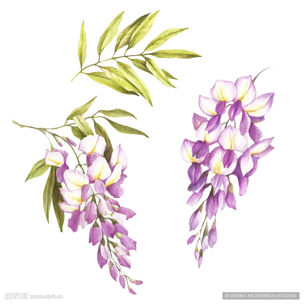 手繪紫藤花枝葉插畫