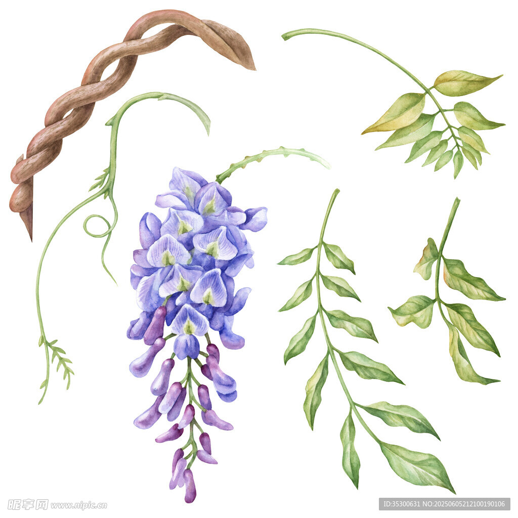 手繪紫藤植物元素插畫