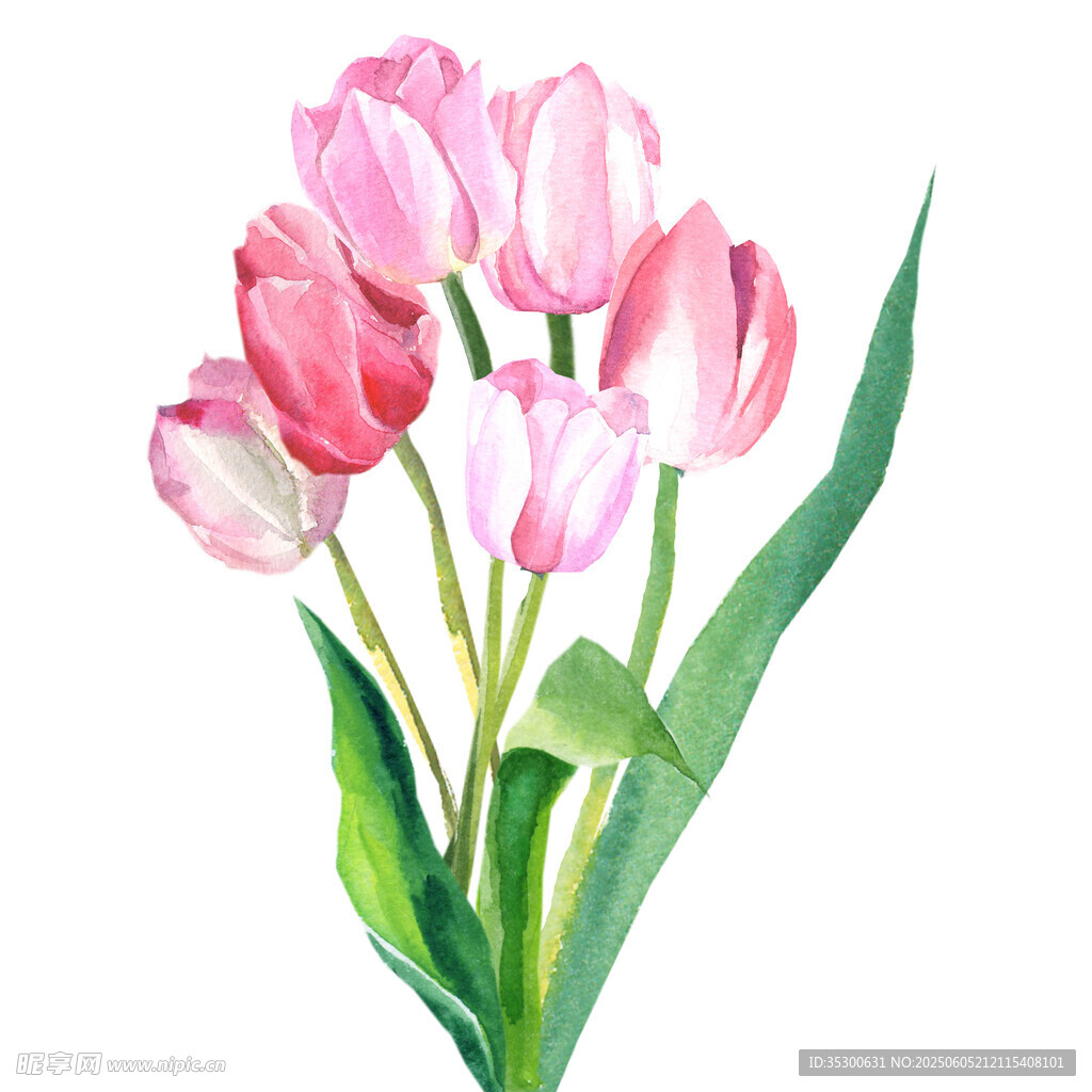 粉色水彩郁金香插畫