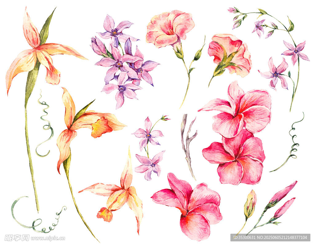 水彩花卉插畫集合