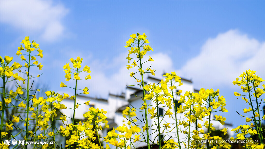 藍天下的金黃油菜花與建筑