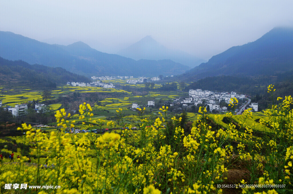 春日山間油菜花田美景