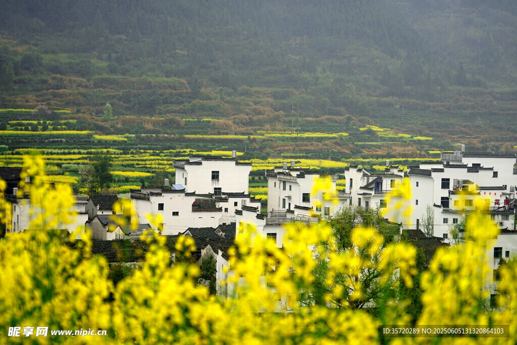 皖南村落油菜花海美景
