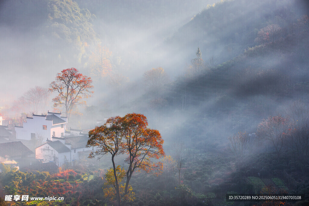 山間晨霧中的絢爛樹木