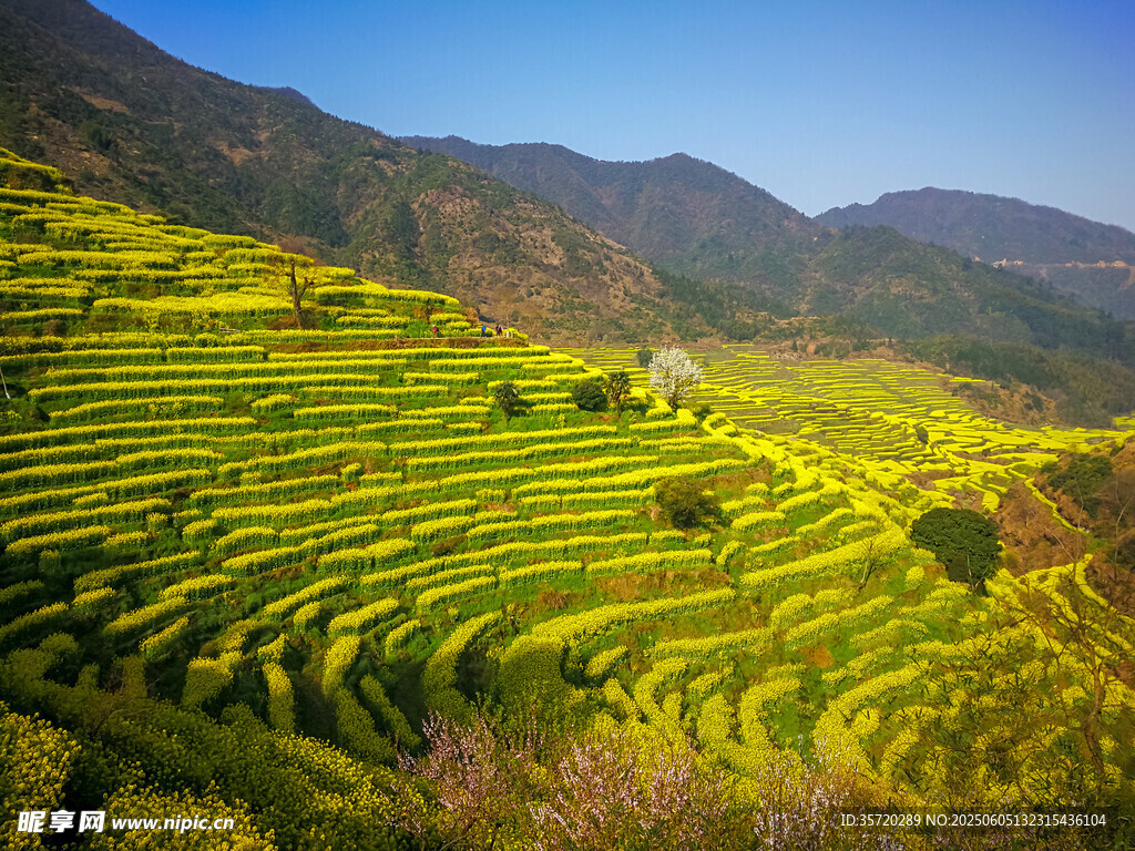 金黃梯田與遠(yuǎn)山美景