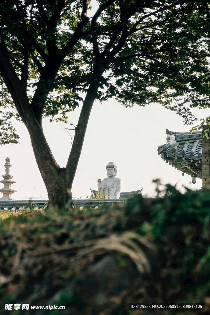樹(shù)下景致 靜謐自然氛圍