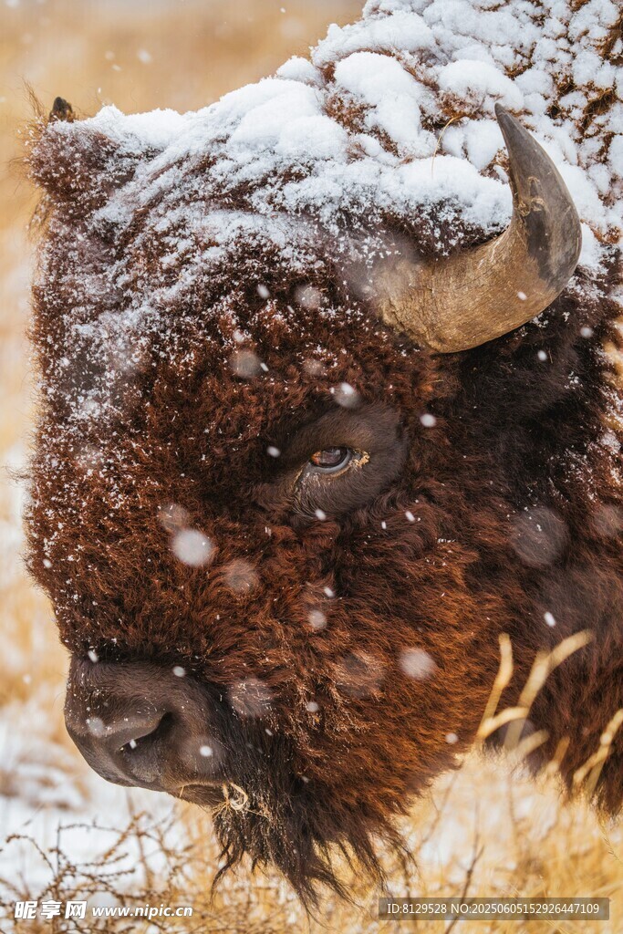雪中野牛特寫