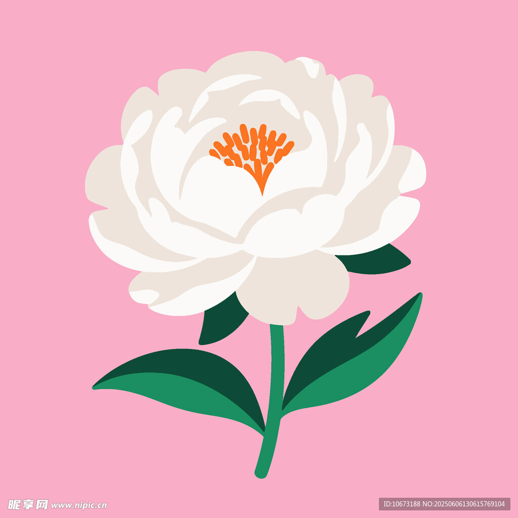粉色背景上的白色牡丹花