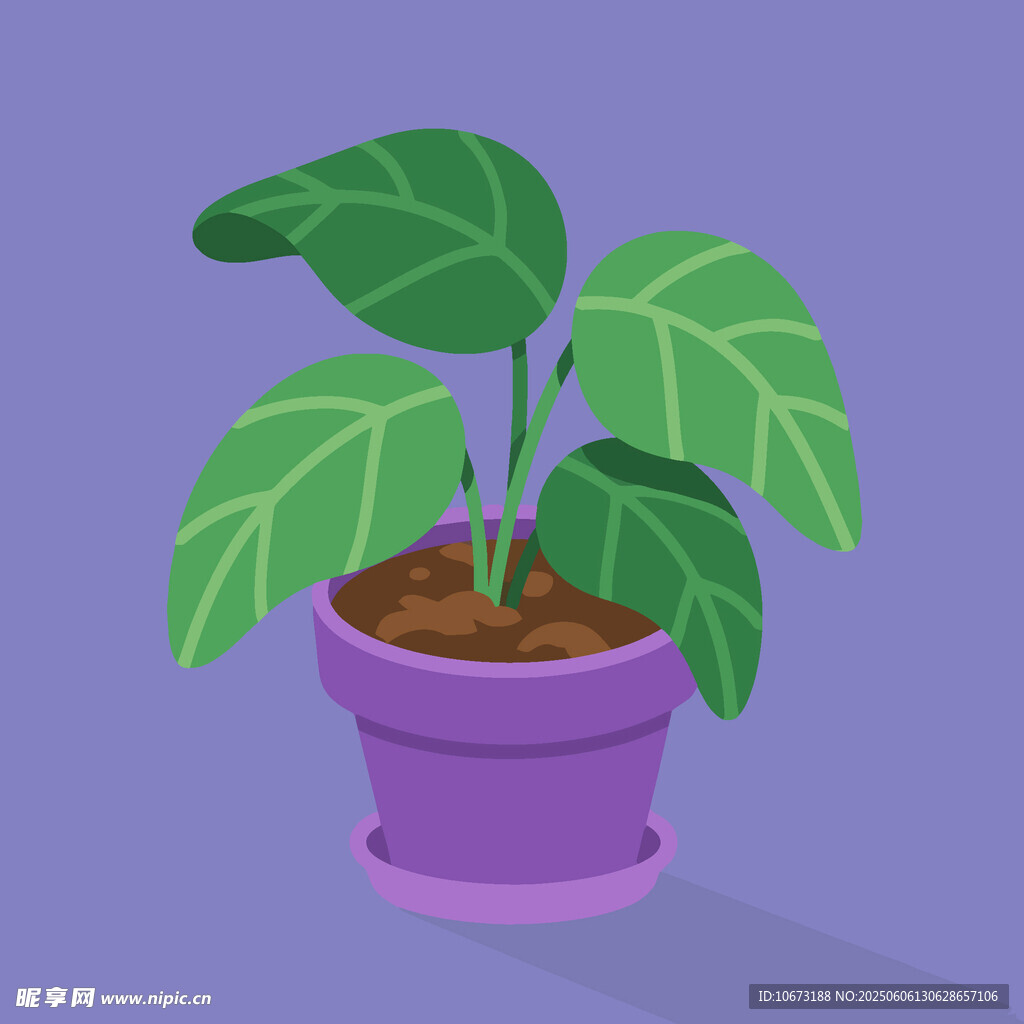紫色花盆中的綠植