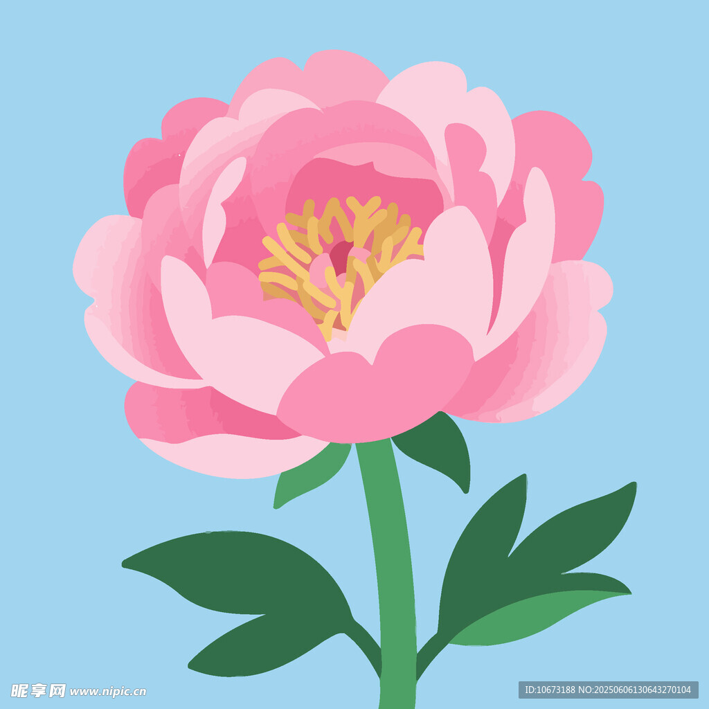 粉色牡丹花插畫