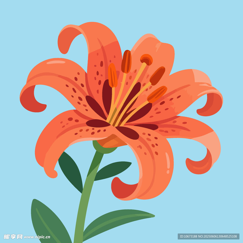橙色百合花插畫